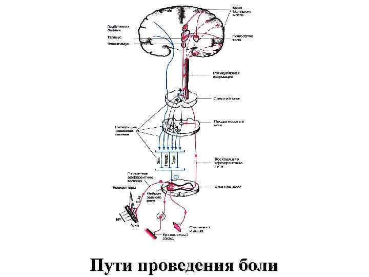Пути проведения боли 