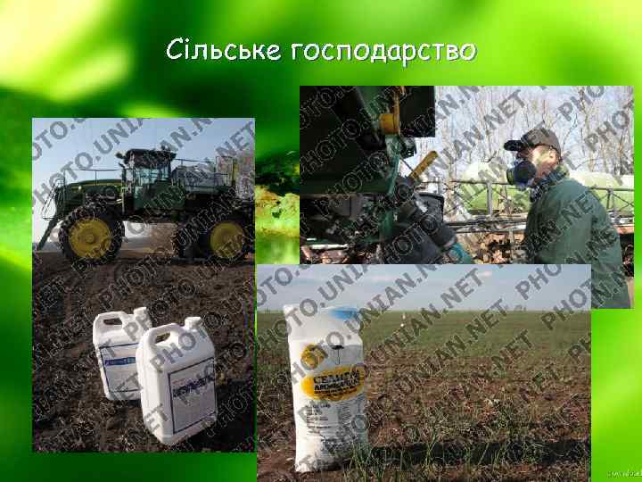 Сільське господарство 