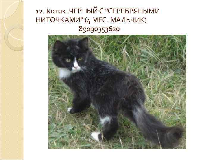 12. Котик. ЧЕРНЫЙ С 