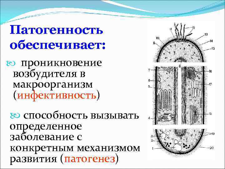 Патогенность обеспечивает:  проникновение возбудителя в макроорганизм (инфективность)  способность вызывать определенное заболевание с