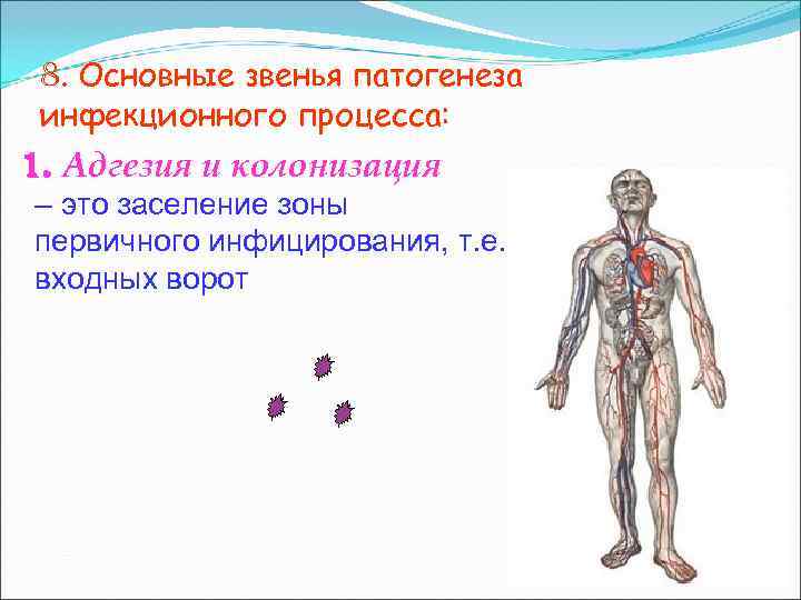  8. Основные звенья патогенеза инфекционного процесса: 1. Адгезия и колонизация – это заселение