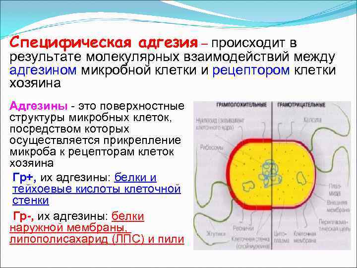 Специфическая адгезия – происходит в результате молекулярных взаимодействий между адгезином микробной клетки и рецептором