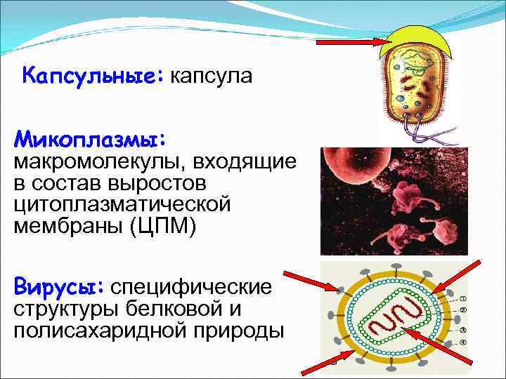 Капсульные: капсула Микоплазмы: макромолекулы, входящие в состав выростов цитоплазматической мембраны (ЦПМ) Вирусы: cпецифические структуры