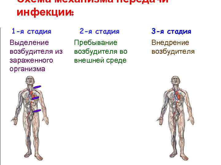  Схема механизма передачи инфекции: 1 -я стадия  2 -я стадия 3 -я