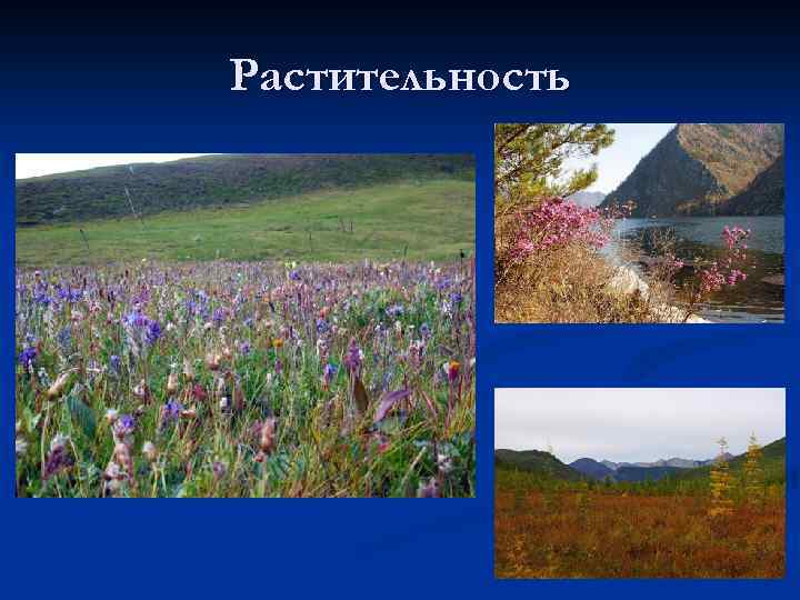 Растительность 