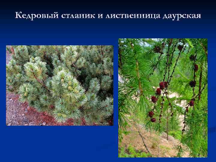 Кедровый стланик и лиственница даурская 
