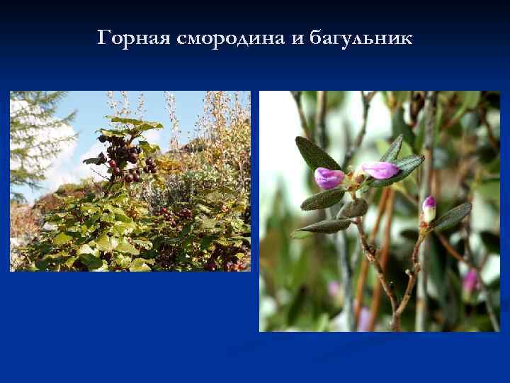 Горная смородина и багульник 