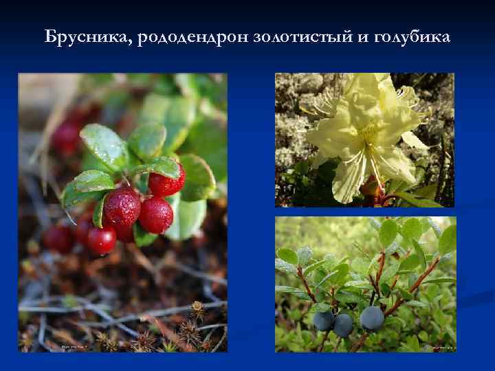Брусника, рододендрон золотистый и голубика 
