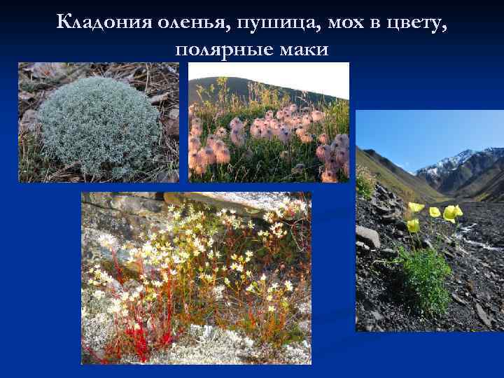 Кладония оленья, пушица, мох в цвету, полярные маки 