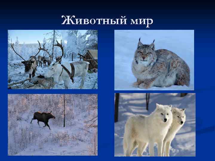 Животный мир 