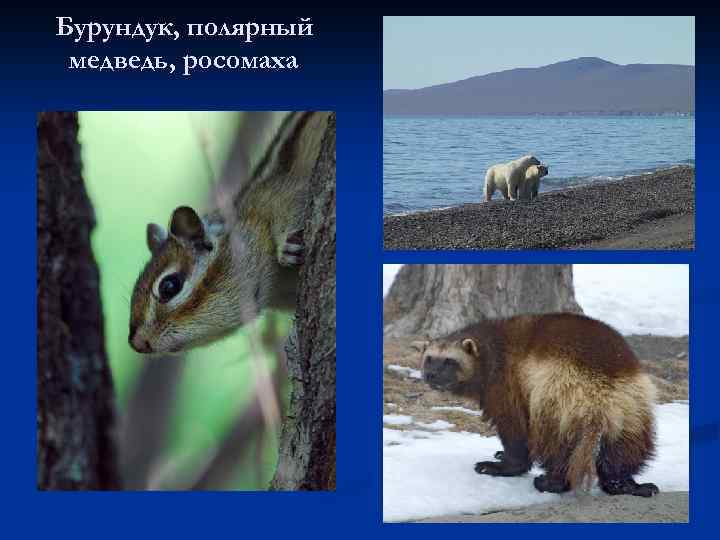 Бурундук, полярный медведь, росомаха 