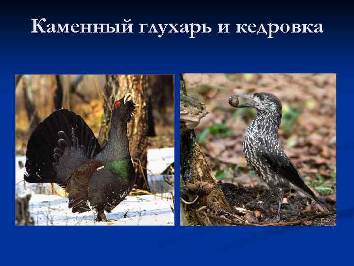 Каменный глухарь и кедровка 