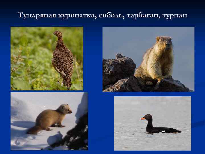 Тундряная куропатка, соболь, тарбаган, турпан 