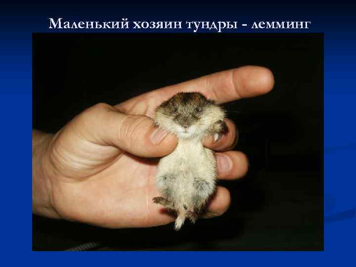 Маленький хозяин тундры - лемминг 