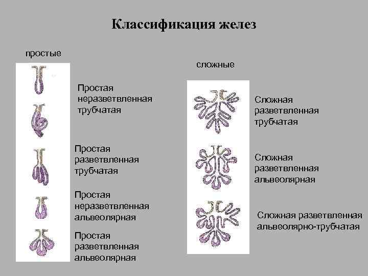 Классификация желез