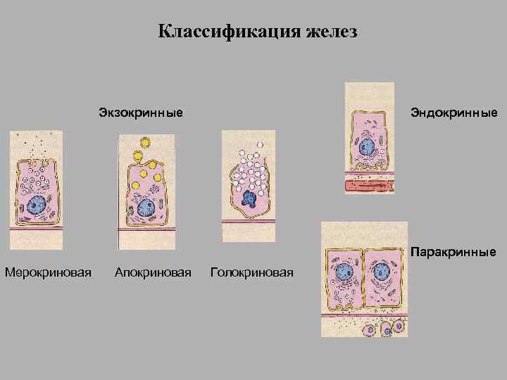     Классификация желез    Экзокринные    Эндокринные