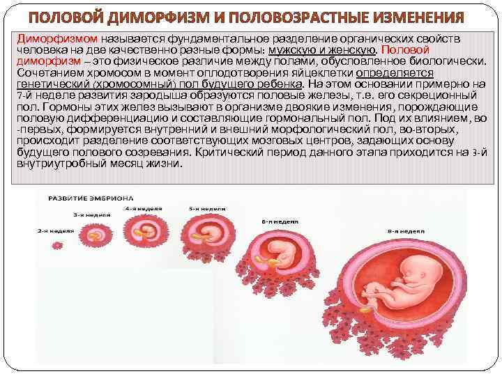 Диморфизмом называется фундаментальное разделение органических свойств человека на две качественно разные формы: мужскую и