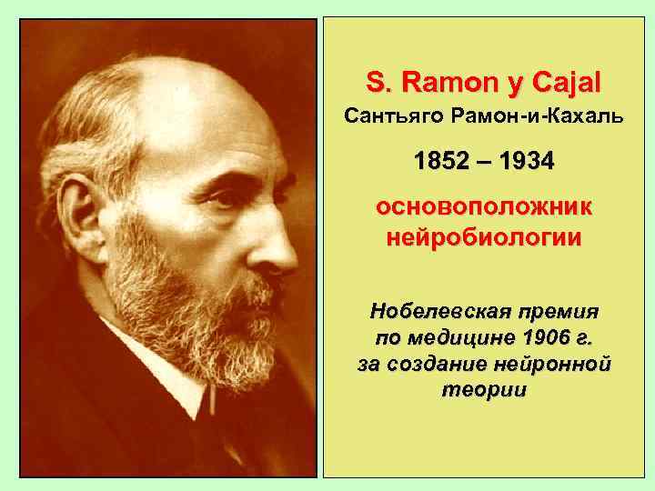 S. Ramon y Cajal Сантьяго Рамон-и-Кахаль 1852 – 1934 основоположник нейробиологии Нобелевская премия по