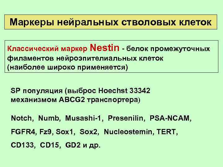 Маркеры нейральных стволовых клеток Классический маркер Nestin - белок промежуточных филаментов нейроэпителиальных клеток (наиболее