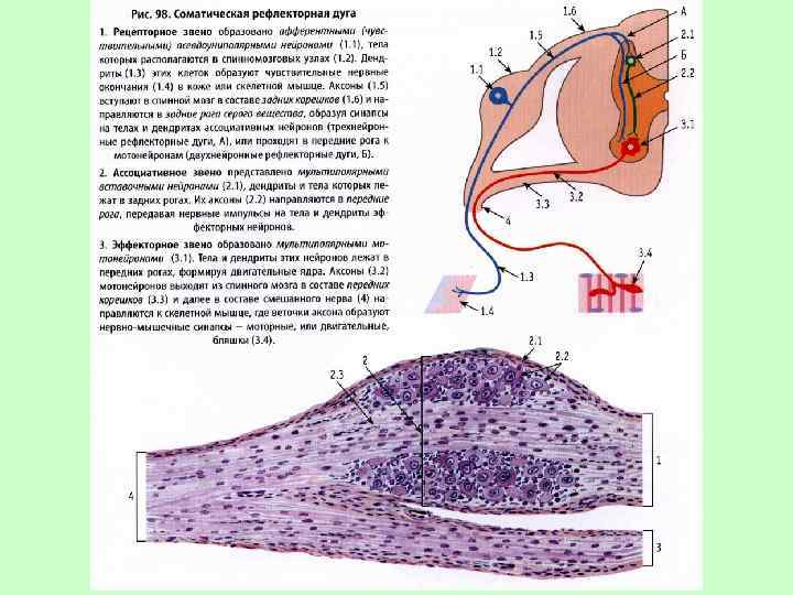 Рефлекторная дуга гистология рисунок - 95 фото