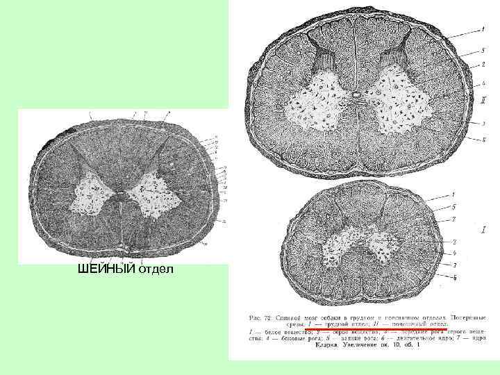 ШЕЙНЫЙ отдел 
