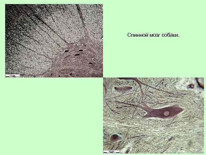 Спинной мозг собаки. 