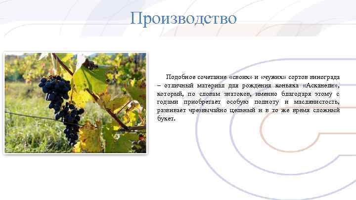 Производство Подобное сочетание «своих» и «чужих» сортов винограда – отличный материал Производство Подобное сочетание «своих» и «чужих» сортов винограда – отличный материал