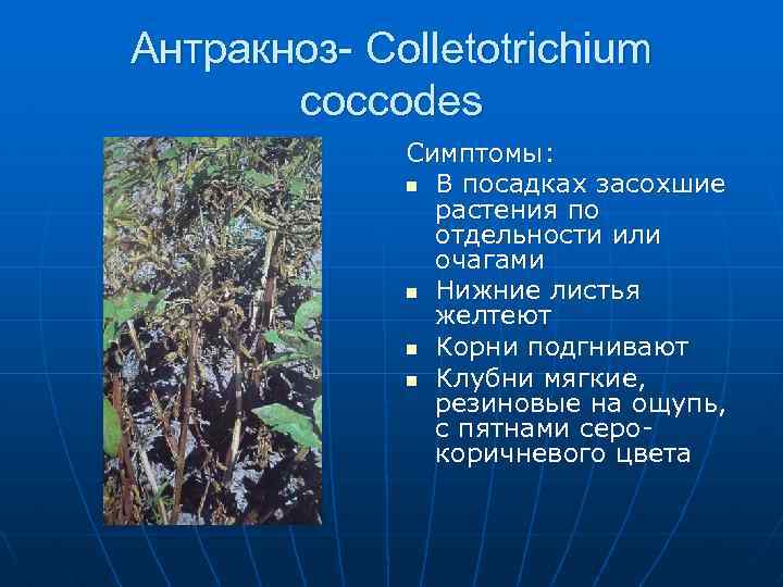 Антракноз- Colletotrichium coccodes Симптомы: n В посадках засохшие растения по отдельности или очагами n