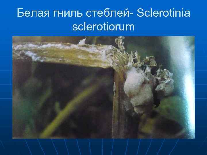 Белая гниль стеблей- Sclerotinia sclerotiorum 