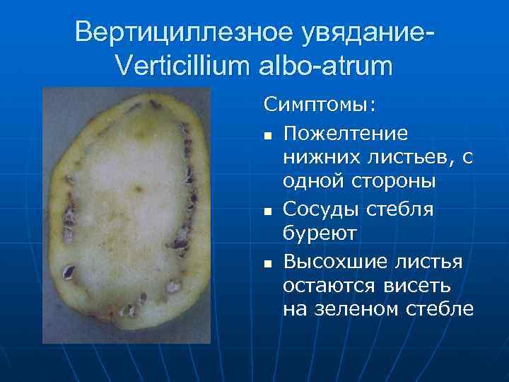 Вертициллезное увядание. Verticillium albo-atrum Симптомы: n Пожелтение нижних листьев, с одной стороны n Сосуды