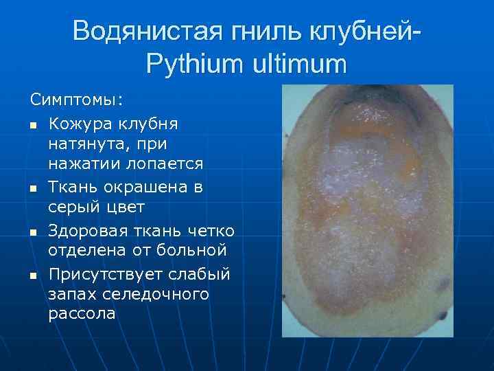 Водянистая гниль клубней. Pythium ultimum Симптомы: n Кожура клубня натянута, при нажатии лопается n