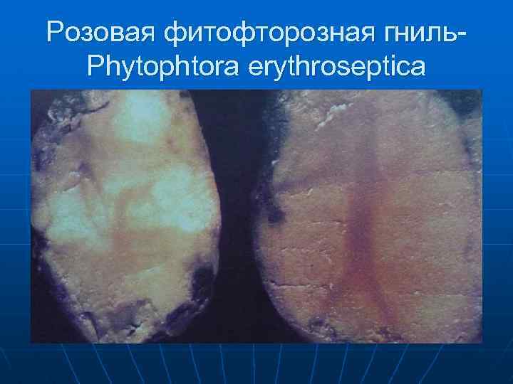 Розовая фитофторозная гниль. Phytophtora erythroseptica 