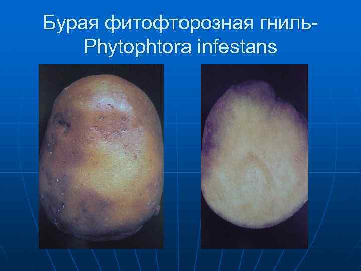 Бурая фитофторозная гниль. Phytophtora infestans 