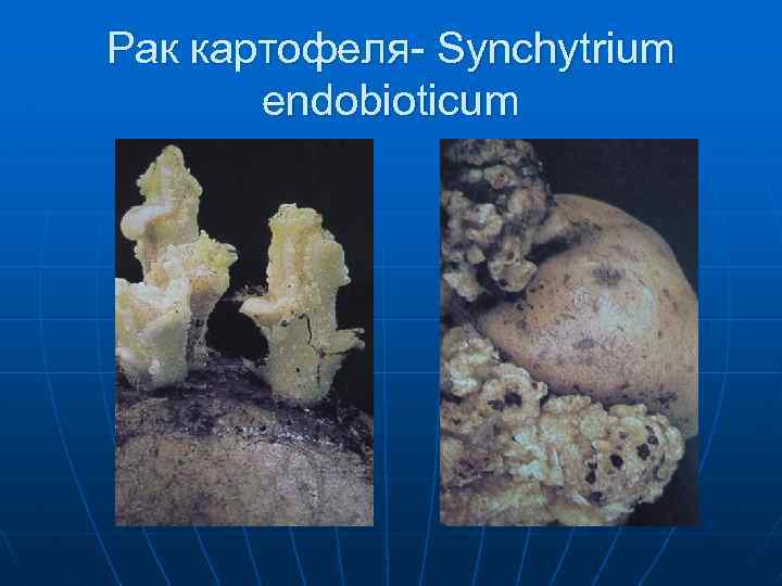 Рак картофеля- Synchytrium endobioticum 