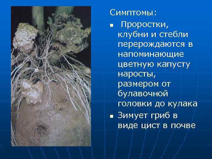 Симптомы: n Проростки, клубни и стебли перерождаются в напоминающие цветную капусту наросты, размером от