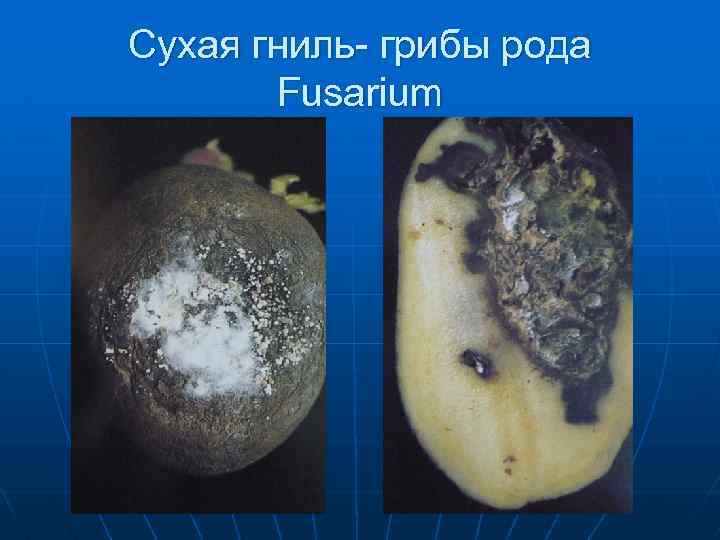 Сухая гниль- грибы рода Fusarium 