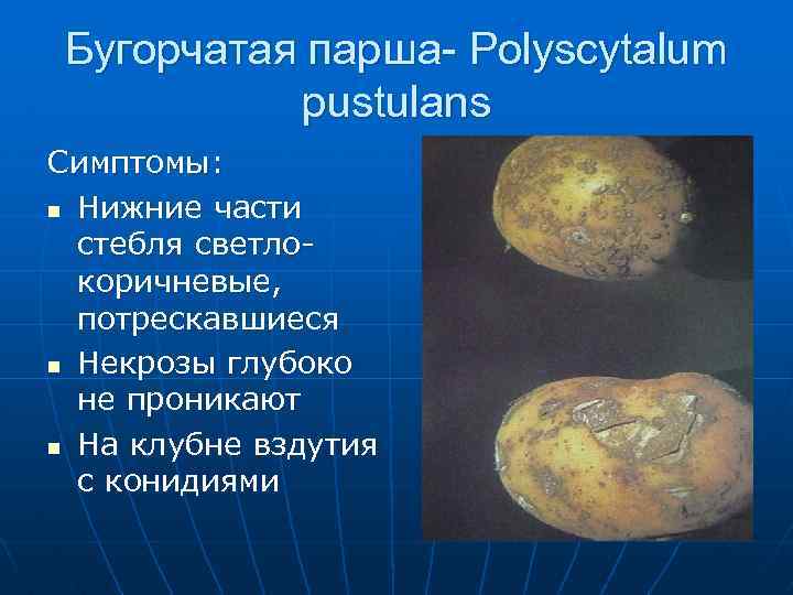 Бугорчатая парша- Polyscytalum pustulans Симптомы: n Нижние части стебля светлокоричневые, потрескавшиеся n Некрозы глубоко