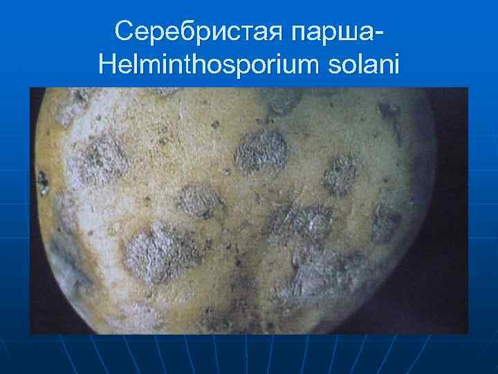 Серебристая парша. Helminthosporium solani 