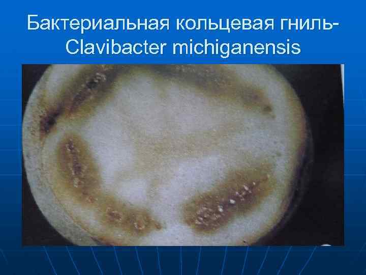 Бактериальная кольцевая гниль. Clavibacter michiganensis 