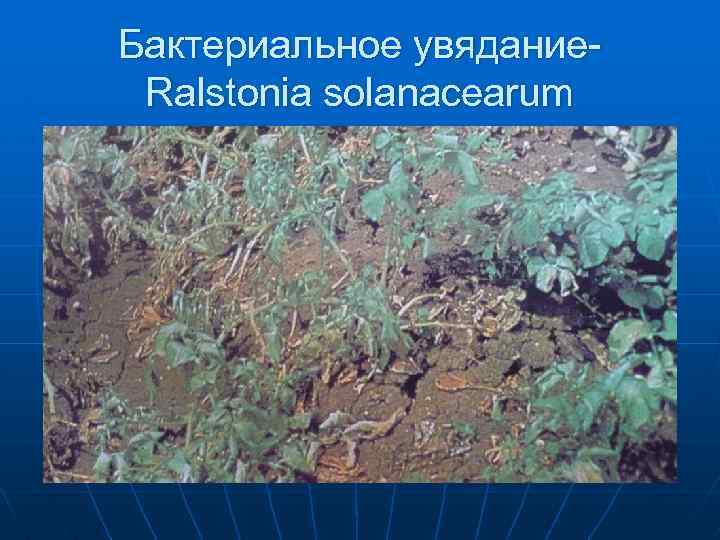 Бактериальное увядание. Ralstonia solanacearum 