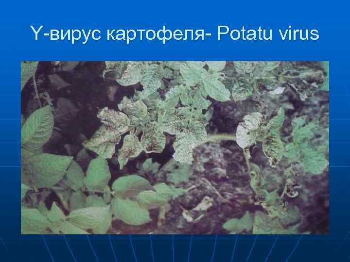 Y-вирус картофеля- Potatu virus 