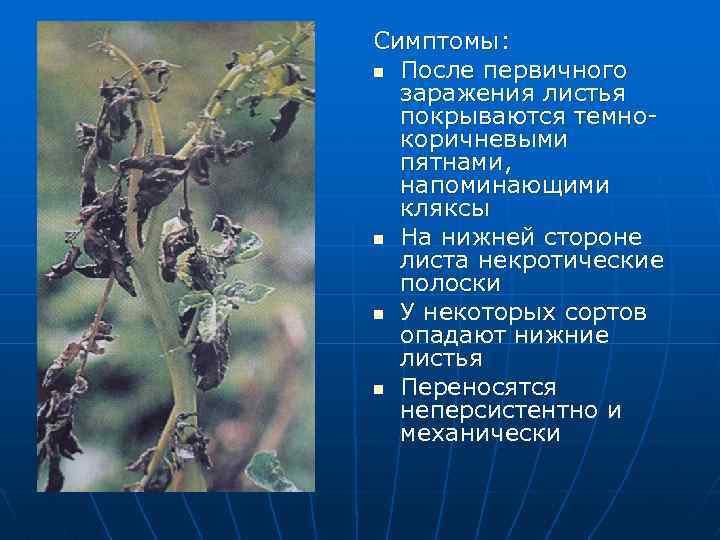 Симптомы: n После первичного заражения листья покрываются темнокоричневыми пятнами, напоминающими кляксы n На нижней