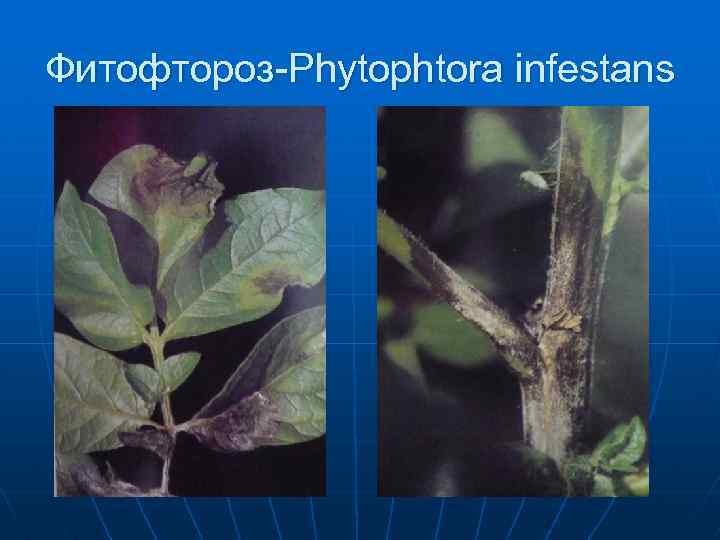 Фитофтороз-Phytophtora infestans 