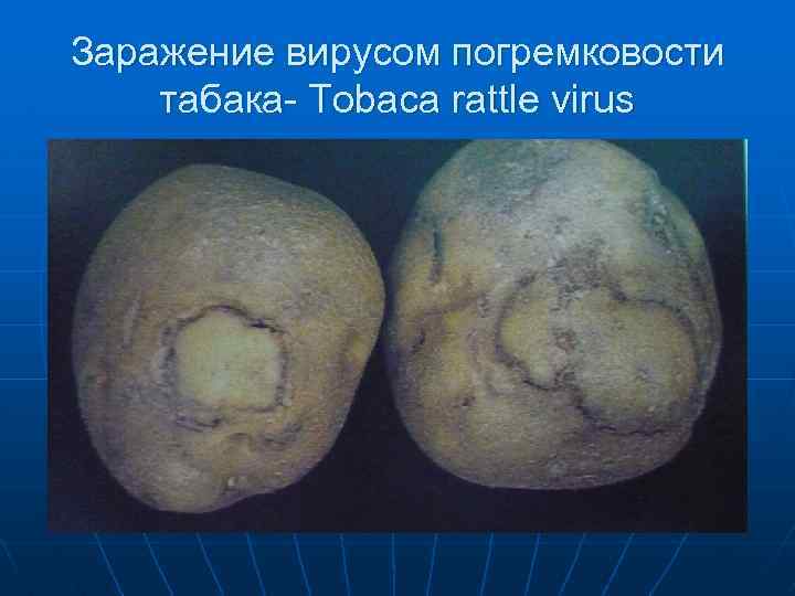 Заражение вирусом погремковости табака- Tobaca rattle virus 