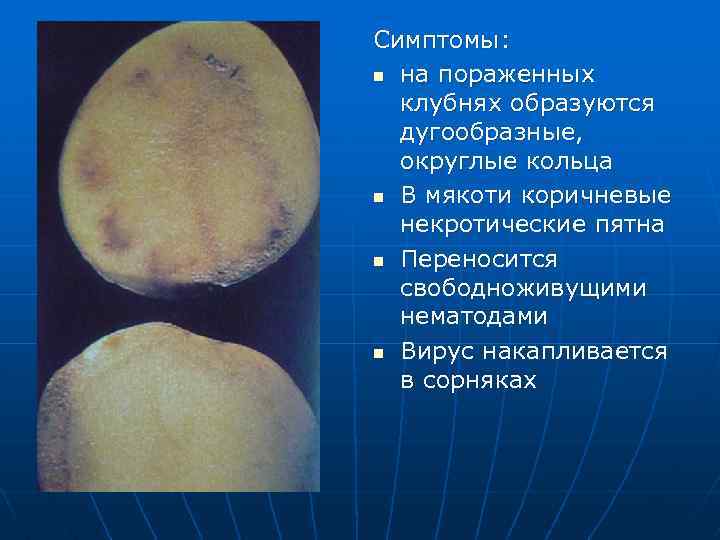 Болезни картофеля в картинках фото описание