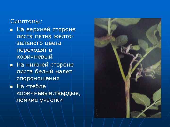 Симптомы: n На верхней стороне листа пятна желтозеленого цвета переходят в коричневый n На