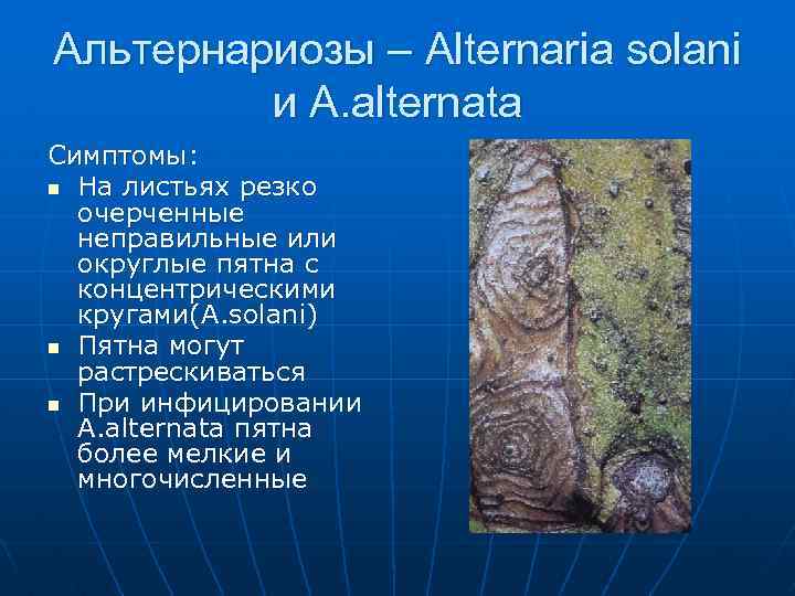 Альтернариозы – Alternaria solani и A. alternata Симптомы: n На листьях резко очерченные неправильные