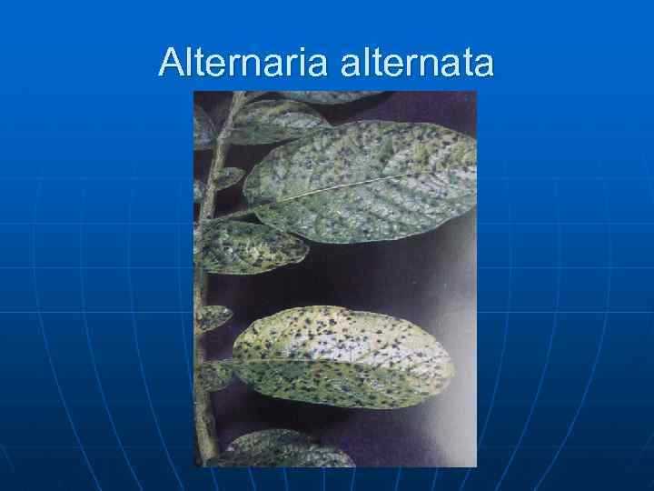 Alternaria alternata 