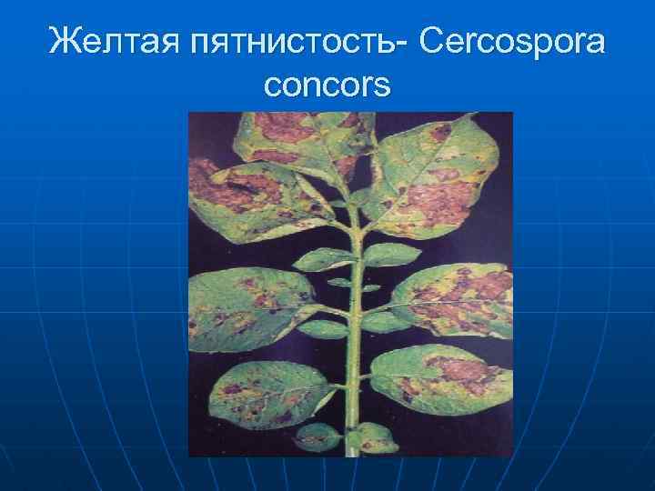 Желтая пятнистость- Cercospora concors 