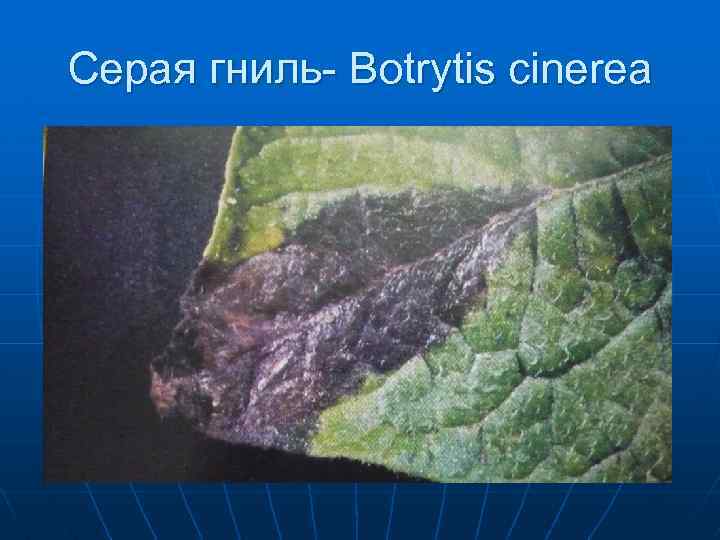 Серая гниль- Botrytis cinerea 